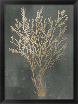 Framed Gold Foil Algae I on Black Wash Print