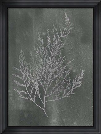 Framed Silver Foil Algae II on Black Wash Print
