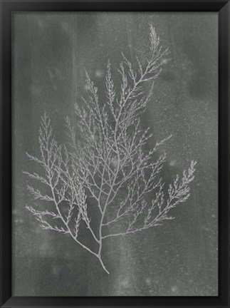 Framed Silver Foil Algae II on Black Wash Print