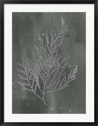 Framed Silver Foil Algae II on Black Wash Print