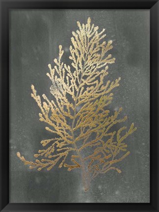 Framed Gold Foil Algae IV on Black Wash Print
