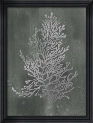 Framed Silver Foil Algae IV on Black Wash Print