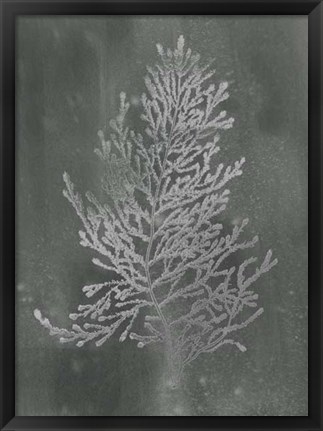 Framed Silver Foil Algae IV on Black Wash Print
