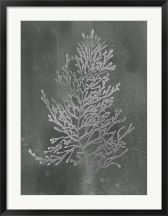 Framed Silver Foil Algae IV on Black Wash Print