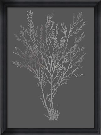 Framed Silver Foil Algae I on Dark Grey Print