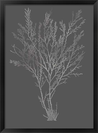 Framed Silver Foil Algae I on Dark Grey Print