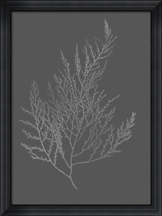 Framed Silver Foil Algae II on Dark Gray Print