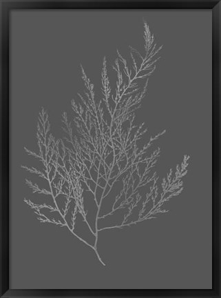 Framed Silver Foil Algae II on Dark Gray Print