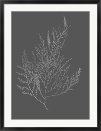Framed Silver Foil Algae II on Dark Gray Print