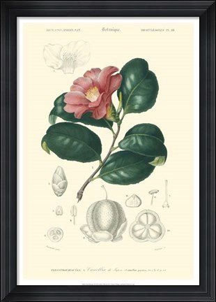 Framed Floral Botanique II Print