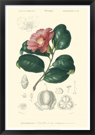 Framed Floral Botanique II Print