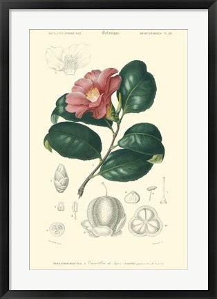 Framed Floral Botanique II Print