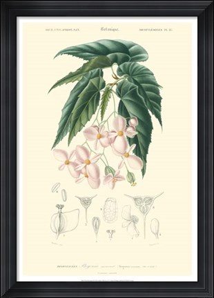Framed Floral Botanique III Print