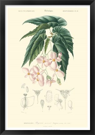 Framed Floral Botanique III Print