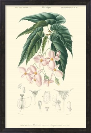Framed Floral Botanique III Print