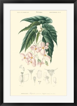 Framed Floral Botanique III Print