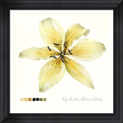 Framed Lilium I Print