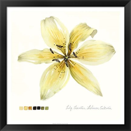 Framed Lilium I Print