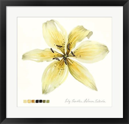 Framed Lilium I Print