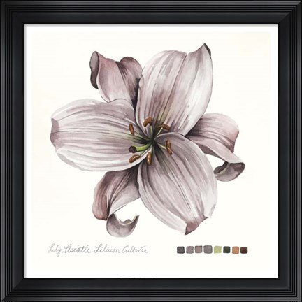 Framed Lilium II Print