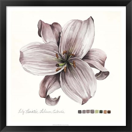 Framed Lilium II Print