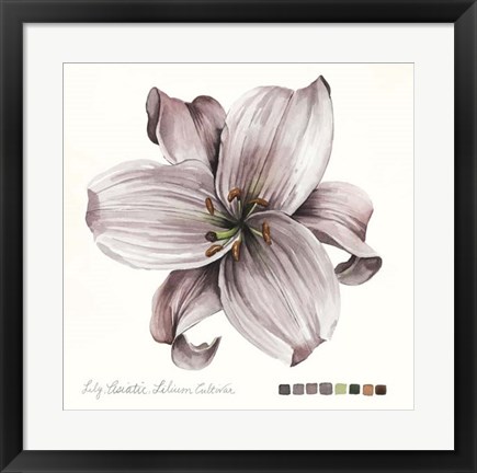 Framed Lilium II Print