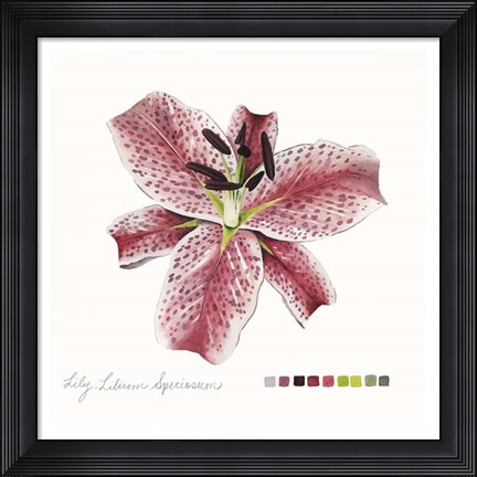 Framed Lilium III Print