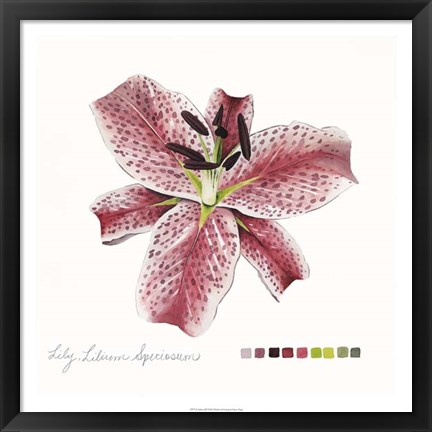 Framed Lilium III Print