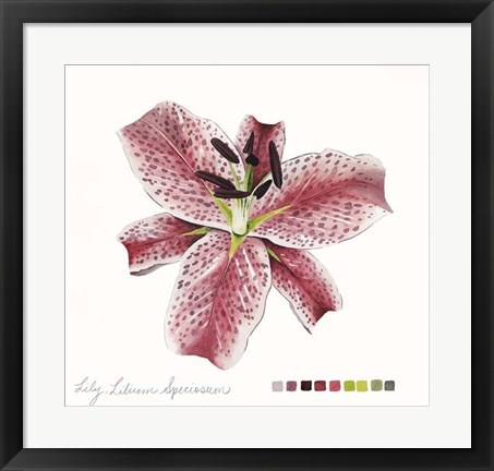 Framed Lilium III Print