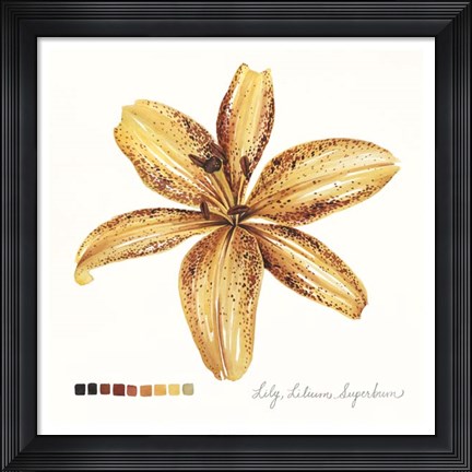 Framed Lilium IV Print