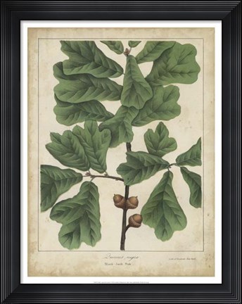 Framed Oak Leaves &amp; Acorns I Print