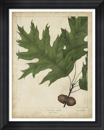 Framed Oak Leaves &amp; Acorns II Print