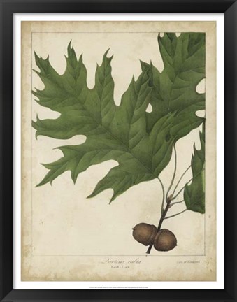 Framed Oak Leaves &amp; Acorns II Print