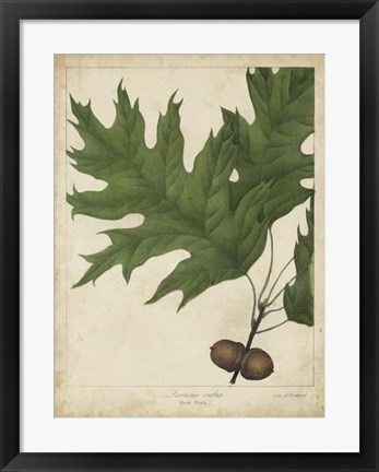Framed Oak Leaves &amp; Acorns II Print