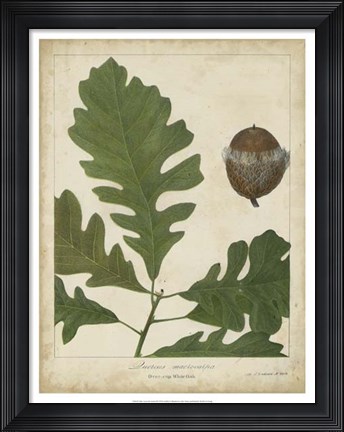 Framed Oak Leaves &amp; Acorns III Print