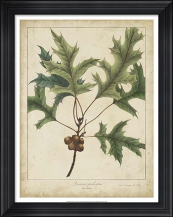 Framed Oak Leaves &amp; Acorns IV Print