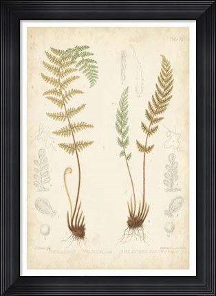 Framed Fern Study I Print