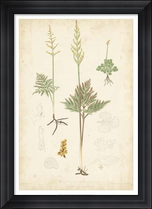 Framed Fern Study II Print