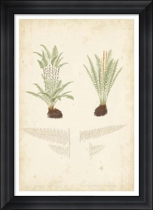 Framed Fern Study III Print