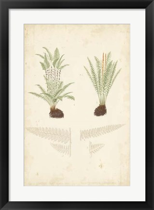 Framed Fern Study III Print