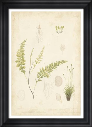Framed Fern Study IV Print