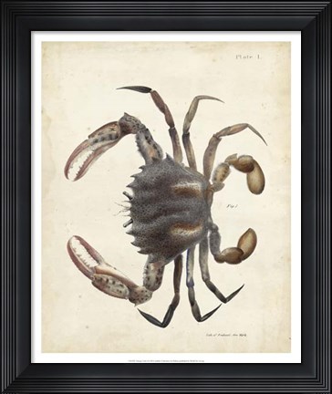 Framed Vintage Crab I Print