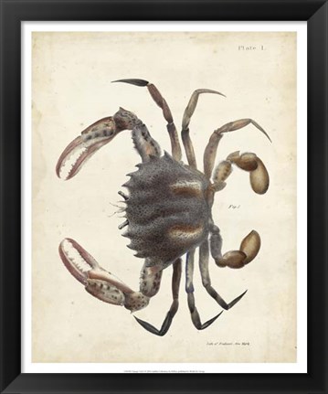 Framed Vintage Crab I Print