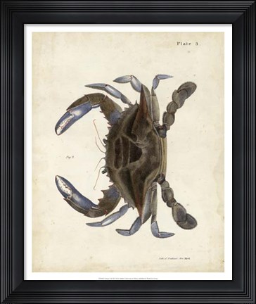 Framed Vintage Crab II Print