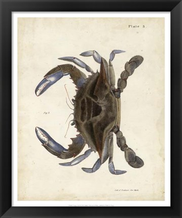 Framed Vintage Crab II Print