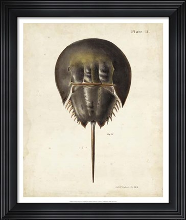 Framed Vintage Horseshoe Crab Print
