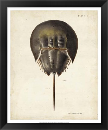 Framed Vintage Horseshoe Crab Print