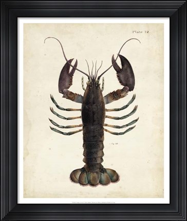 Framed Vintage Lobster Print