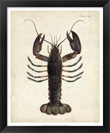 Framed Vintage Lobster Print