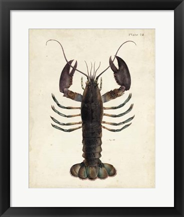 Framed Vintage Lobster Print